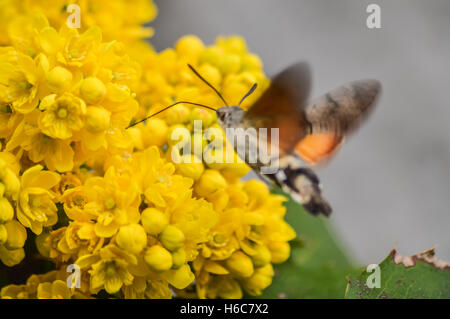 Kolibri Falke-Motte von Mahonia Blumen sammeln. Stockfoto