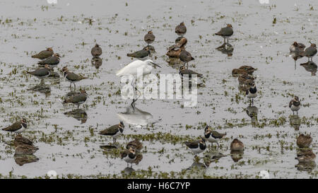 Seidenreiher (Egretta Garzetta) unter Kiebitze waten. Kleiner weißer Reiher in der Familie Ardeidae bei Shapwick Heath Nature reserve Stockfoto
