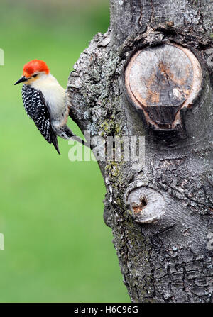 Ein männlicher Rotbauch-Specht (Melanerpes Carolinus) hocken auf dem Stamm ein Ahornbaum Stockfoto