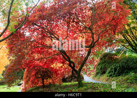 Hinterleuchtete roten Herbstlaub von zwei japanischen Ahorne, Acer Palmatum Sorten auf der Acer-Lichtung im Garden House, Devon Stockfoto