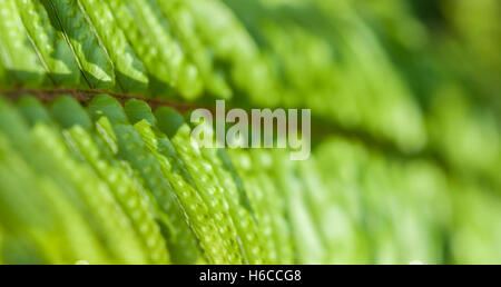 Hintergrund-Farn Blätter von Focus unscharf in Tiefe und lebendige Grün in weiches Sonnenlicht getaucht Stockfoto