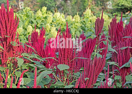 Indian Red und Amaranth Grünpflanzen im Feld. Amaranth ist als Blattgemüse, Getreide und Zierpflanzen angebaut. Stockfoto