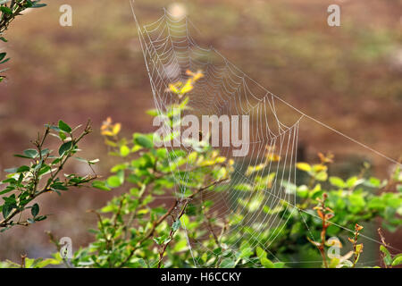 Glitzerndes Spinnennetz mit Tau fällt unter Busch Vegetation an Herbstmorgen Stockfoto