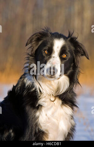 Border-Collie sitzen im Schnee, Porträt Stockfoto