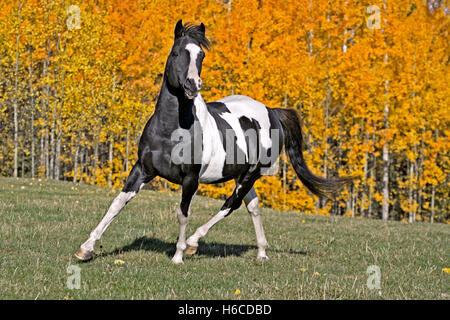 Tobiano Pinto Stallion Horse trabt auf einer Wiese vor Aspen Bäumen in Herbstfarben Stockfoto