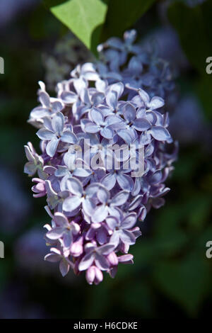 Gemeinsamen Flieder Syringa Vulgaris Blumen in Nahaufnahme Stockfoto