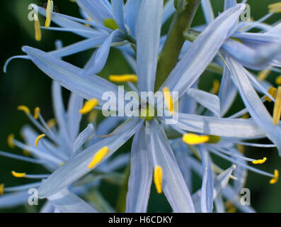 Nahaufnahme von Camassia Cusickii, gemeinsamen Namen Cussick camas Stockfoto