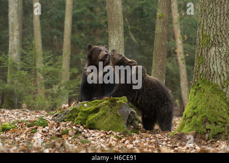 Europäische Braunbären / Braunbaeren (Ursus Arctos), junge Bären, zusammen zu spielen, an einem Felsen in einem natürlichen Mischwald. Stockfoto