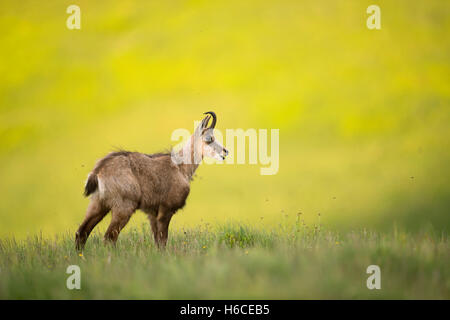 Alpine Gemsen / Gaemse (Rupicapra Rupicapra) auf einer Bergwiese im Schatten vor hellen sonnigen Hintergrund stehend. Stockfoto