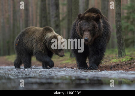 Europäische Braunbären / Braunbaeren (Ursus Arctos) entlang eines Eis bedeckt Wasserloch in die Wälder, beeindruckende Tiere. Stockfoto