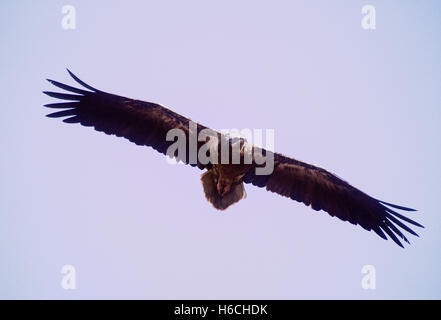 Juvenile Schmutzgeier oder White Scavenger Geier (Neophron Percnopterus), im Flug, Rajasthan, Indien Stockfoto