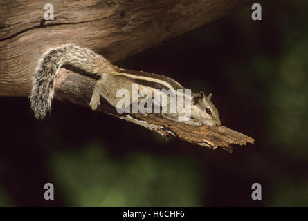 North Indian Palm Eichhörnchen oder Three-Striped Palm Eichhörnchen,(Funambulus palmarum), Keoladeo Ghana Nationalpark, Bharatpur, Indien Stockfoto