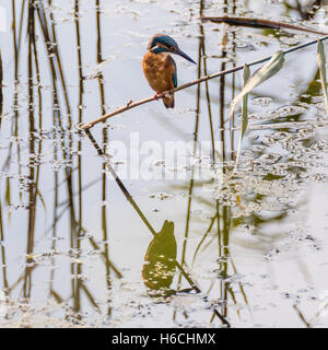 Eisvogel (Alcedo Atthis) sitzen auf Reed, mit Reflexion. Eisvogel in der Familie Alcedinidae Jagd über Wasser Stockfoto