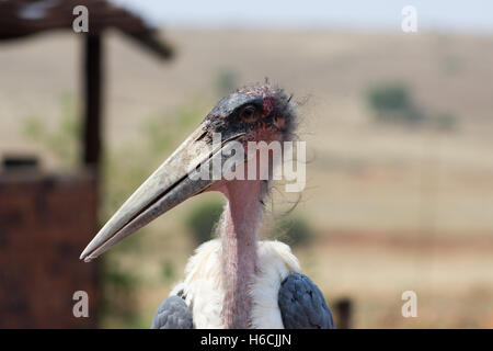 Marabou Storch (Leptoptilos Crumenifer) Closeup portrait Stockfoto