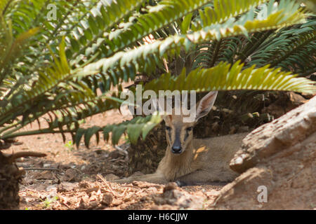 Gemeinsamen Duiker (Sylvicapra Grimmia) ausruhen im Schatten eines Baumes cycad Stockfoto