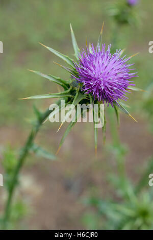 Milk Thistle - Silybum Marianum einzelne Blume closeup Stockfoto