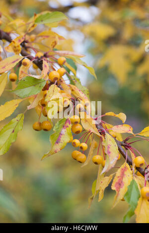 Malus Transitoria. Schneiden Sie Blatt Crabapple Baum mit Früchten im Herbst Stockfoto