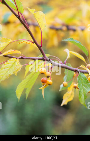 Malus Transitoria. Schneiden Sie Blatt Crabapple Baum mit Früchten im Herbst Stockfoto