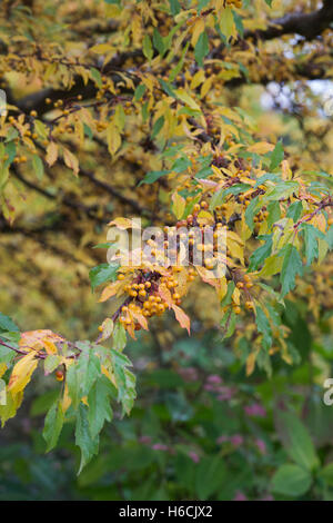 Malus Transitoria. Schneiden Sie Blatt Crabapple Baum mit Früchten im Herbst Stockfoto