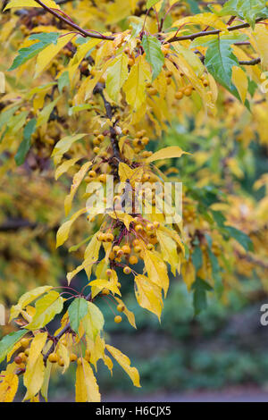 Malus Transitoria. Schneiden Sie Blatt Crabapple Baum mit Früchten im Herbst Stockfoto