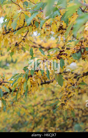 Malus Transitoria. Schneiden Sie Blatt Crabapple Baum mit Früchten im Herbst Stockfoto