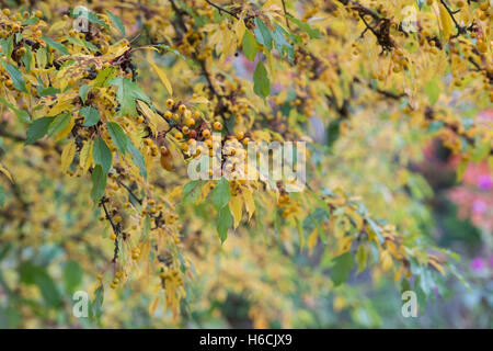 Malus Transitoria. Schneiden Sie Blatt Crabapple Baum mit Früchten im Herbst Stockfoto