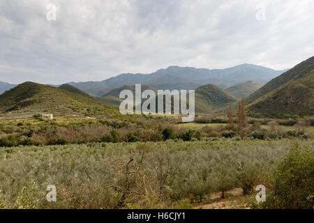 Wunderschönen malerischen grünen Obstgarten Ansicht mit Bergen und launisch Wolken in Calitzdorp. Stockfoto