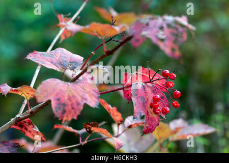 Guelder-Rose (Viburnum Opulus) im Herbst, Ufton Felder Nature Reserve, Warwickshire, England, UK Stockfoto