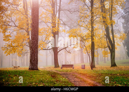 Zauberwald im Herbst. Park. Schöne Szene. Foggi morgens, Sonnenaufgang. Stockfoto