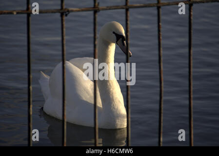 Schwan am Teich hinter Drahtkäfig Stockfoto