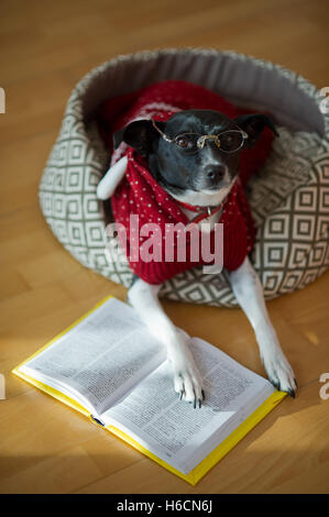 Schwarz / weiß Hund trägt Brille und roten Anzug auf seine Couch in der Mitte eines leeren Raumes. Sie setzen ihre Pfoten auf ein offenes Buch ein Stockfoto