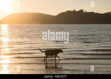 Mein Modell veröffentlicht Black, Männlich, Ben, alt, 13, Lurcher Hund bei Sonnenuntergang am Strand von Ferryside auf Towy Mündung, Carmarthenshire, West Wales,U.K. Stockfoto