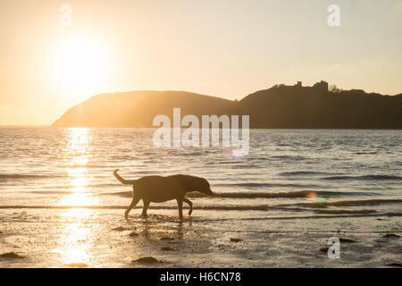 Mein Modell veröffentlicht Black, Männlich, Ben, alt, 13, Lurcher Hund bei Sonnenuntergang am Strand von Ferryside auf Towy Mündung, Carmarthenshire, West Wales,U.K. Stockfoto