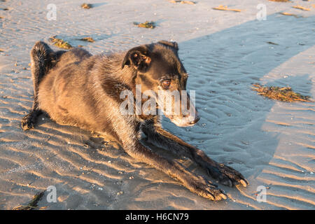 Mein Modell veröffentlicht Black, Männlich, Ben, alt, 13, Lurcher Hund bei Sonnenuntergang am Strand von Ferryside auf Towy Mündung, Carmarthenshire, West Wales,U.K. Stockfoto