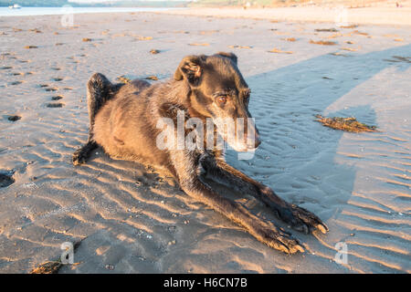 Mein Modell veröffentlicht Black, Männlich, Ben, alt, 13, Lurcher Hund bei Sonnenuntergang am Strand von Ferryside auf Towy Mündung, Carmarthenshire, West Wales,U.K. Stockfoto