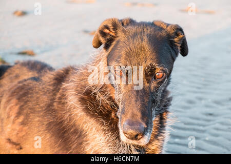 Mein Modell veröffentlicht Black, Männlich, Ben, alt, 13, Lurcher Hund bei Sonnenuntergang am Strand von Ferryside auf Towy Mündung, Carmarthenshire, West Wales,U.K. Stockfoto