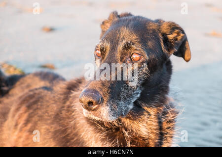 Mein Modell veröffentlicht Black, Männlich, Ben, alt, 13, Lurcher Hund bei Sonnenuntergang am Strand von Ferryside auf Towy Mündung, Carmarthenshire, West Wales,U.K. Stockfoto