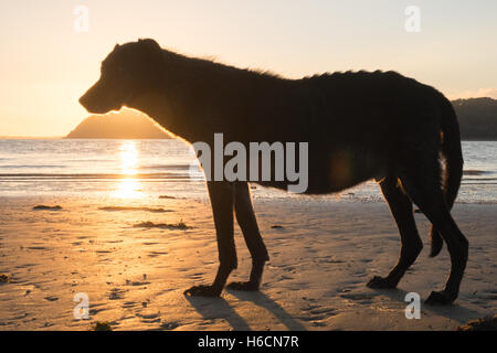 Mein Modell veröffentlicht Black, Männlich, Ben, alt, 13, Lurcher Hund bei Sonnenuntergang am Strand von Ferryside auf Towy Mündung, Carmarthenshire, West Wales,U.K. Stockfoto