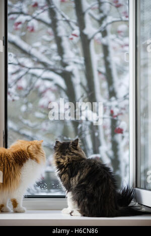 Die persische Katzen schauen aus dem Fenster auf den Winter-Park mit Bäumen Stockfoto