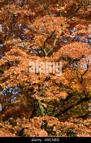 Acer Palmatum Blätter im Herbst. Stockfoto