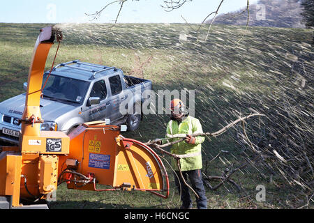 Arbeiter Schreddern Bäume, die während eines Sturms auf dem Land in Süd-Wales, UK gefallen sind. Stockfoto