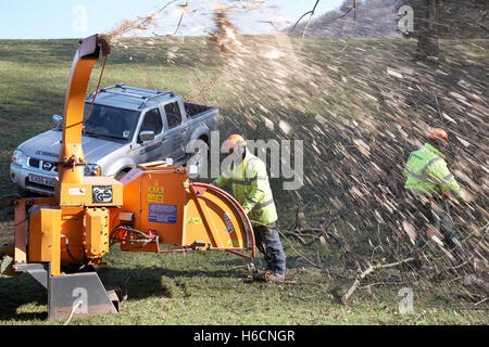 Arbeiter Schreddern Bäume mit einer Holz Chipping-Maschine, die während eines Sturms auf dem Land in Süd-Wales, UK gefallen sind. Stockfoto