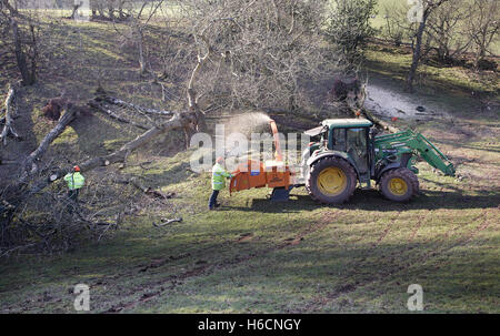 Arbeiter Schreddern Bäume, die während eines Sturms auf dem Land in Süd-Wales, UK gefallen sind. Stockfoto