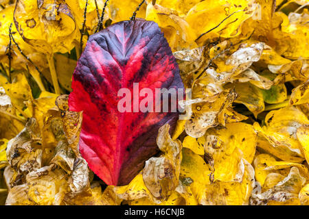 Rotes Bergenia Herbstblatt in gelben Hosta Herbstblättern, gelb-rote Farben Stockfoto