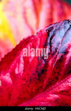 Rote Herbstblätter Bergenia, Nahaufnahme, abstraktes Blatt Stockfoto