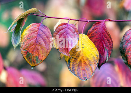 Cornus alba Sibirica Dogwood, Herbstblätter bunt Stockfoto