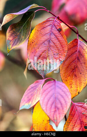 Der Herbst von Cornus alba Sibirica hinterlässt einen farbenfrohen Herbst von Cornus Stockfoto