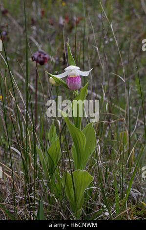 Pink Lady Slipper ist eine große, auffällige Wildblumen aus der Familie der Orchideen. Es hat zwei entgegengesetzte grundständige Blätter mit conspicuo Stockfoto