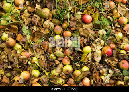 Krabben Sie-Äpfel - Rekordernte von Windfall Äpfel auf dem Boden - Schottland, UK Stockfoto