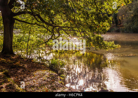 Cannop Teiche im Wald des Dekans, Gloucestershire. Stockfoto